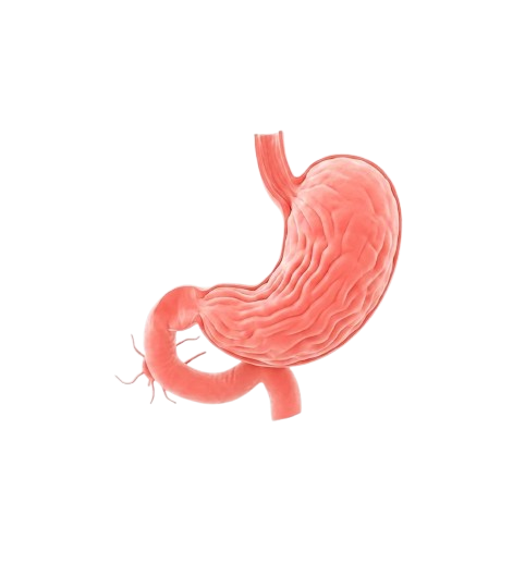 Medical Gastro